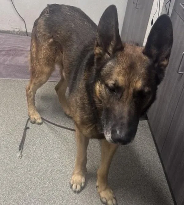 An adult large-sized male German Shepherd Dog dog named Turkey for adoption in Escondido, CA
