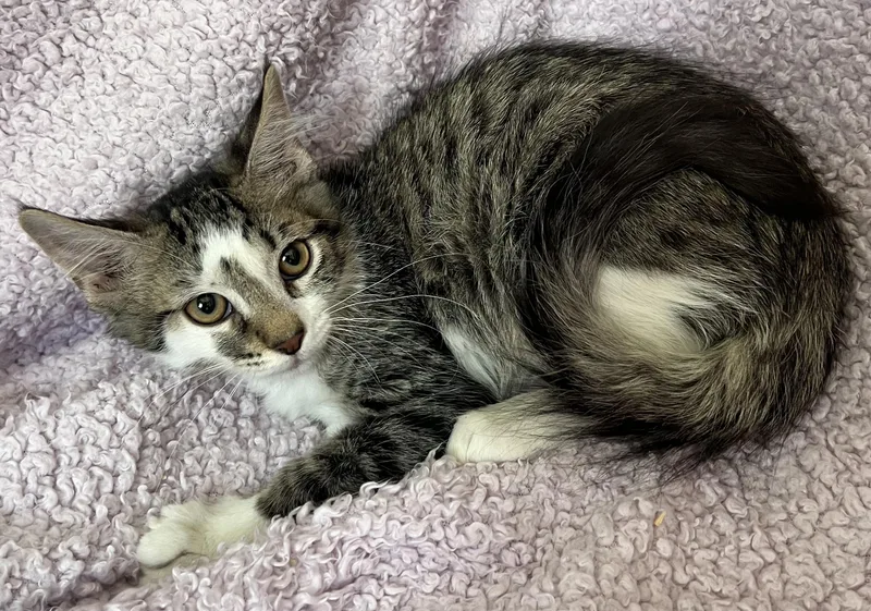 A young medium-sized male Tabby cat named Marathon for adoption in Saint Augustine, FL