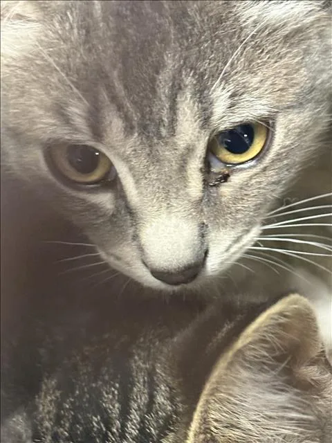 A baby small-sized male Domestic Short Hair cat named Geo for adoption in Chatsworth, CA