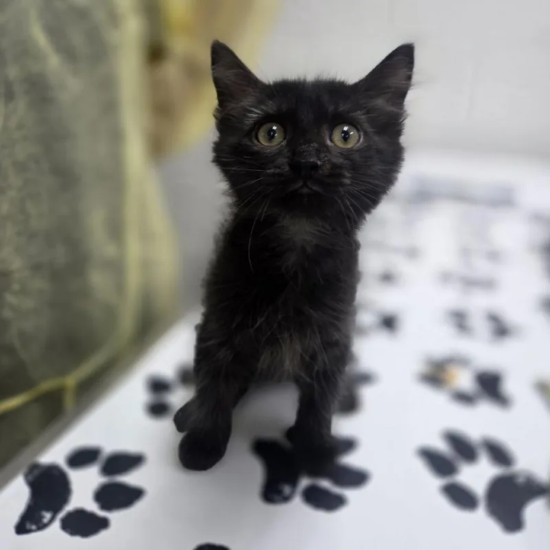 A baby small-sized male Black Domestic Medium Hair cat named Saucer for adoption in Incline Village, NV