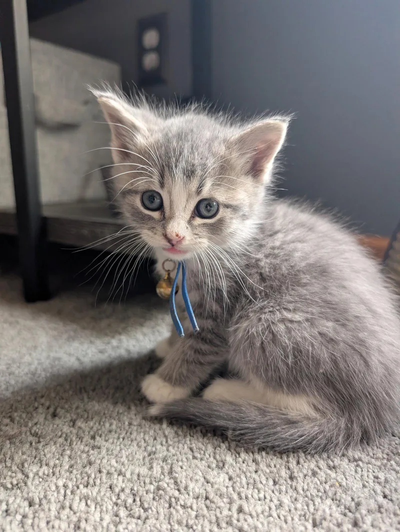 A baby small-sized male Gray / Blue / Silver Domestic Medium Hair cat named Mochi for adoption in Brooklyn Center, MN