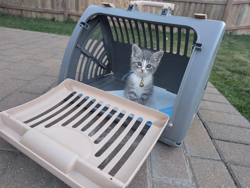 Mochi thumbnail 2