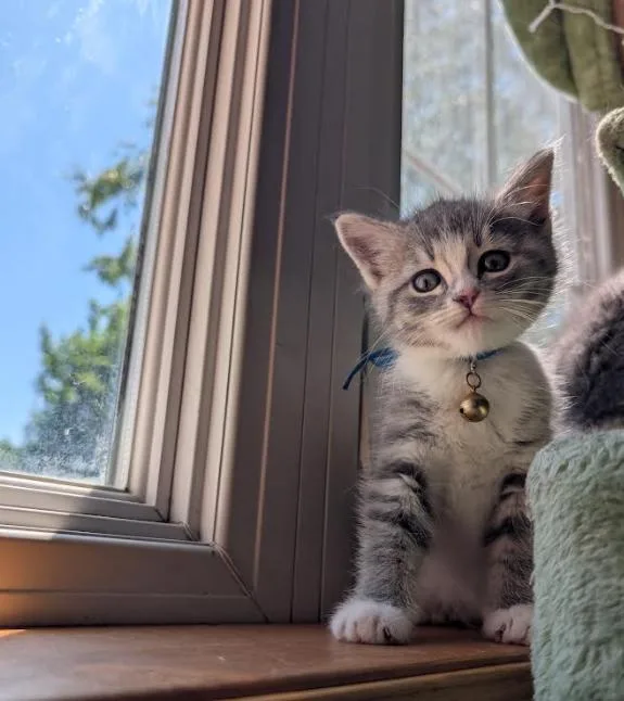 Mochi thumbnail 3