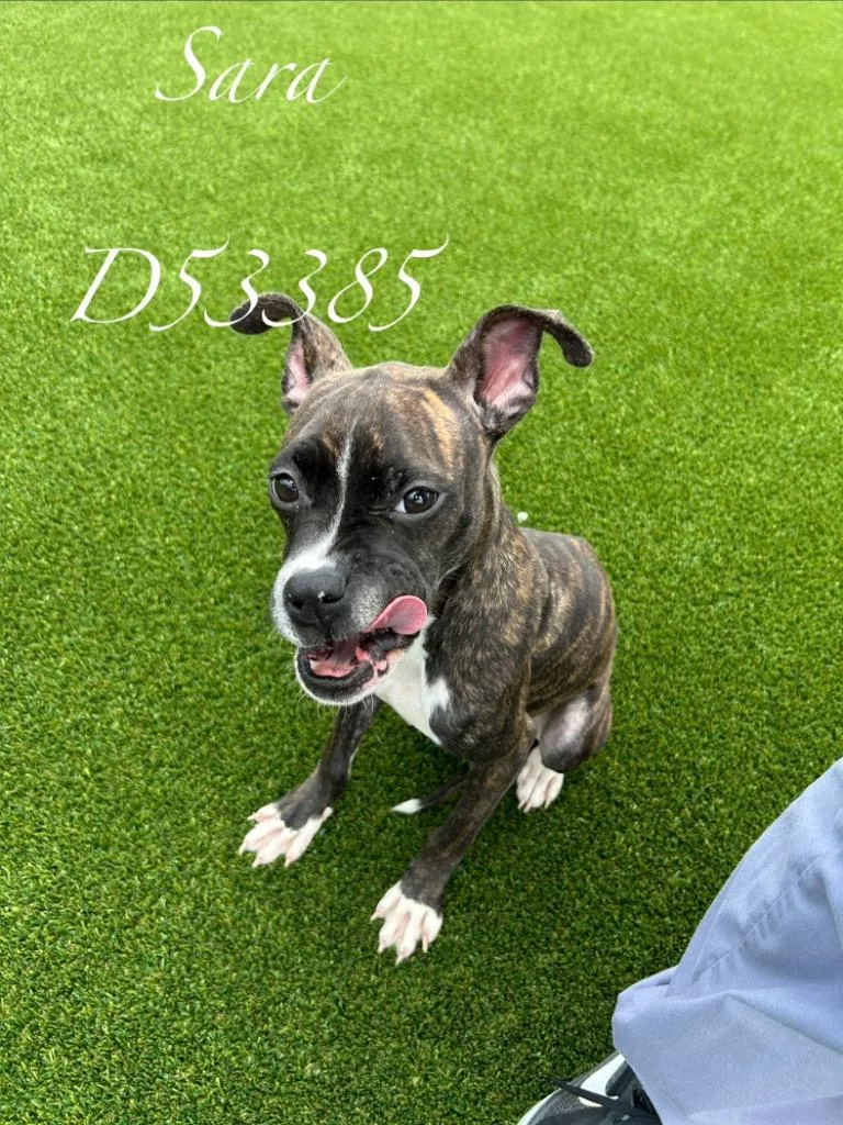 A baby medium-sized female Pit Bull Terrier dog named Sara for adoption in Clarksville, TN