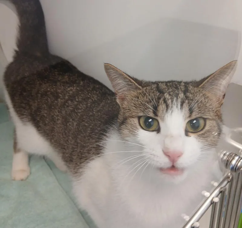 An adult medium-sized female Domestic Short Hair cat named Bella for adoption in Greenfield, IN