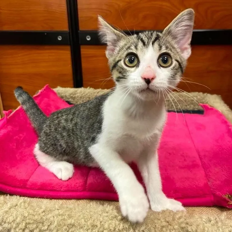 A baby medium-sized male Gray & White Domestic Short Hair cat named Virgil for adoption in Memphis, TN
