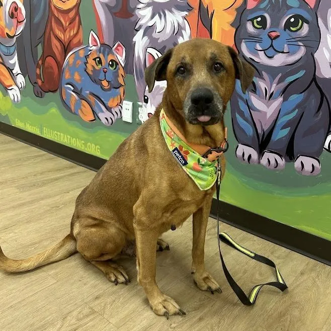 An adult large-sized male Red / Chestnut / Orange Hound dog named Clifford for adoption in Lyndhurst, VA