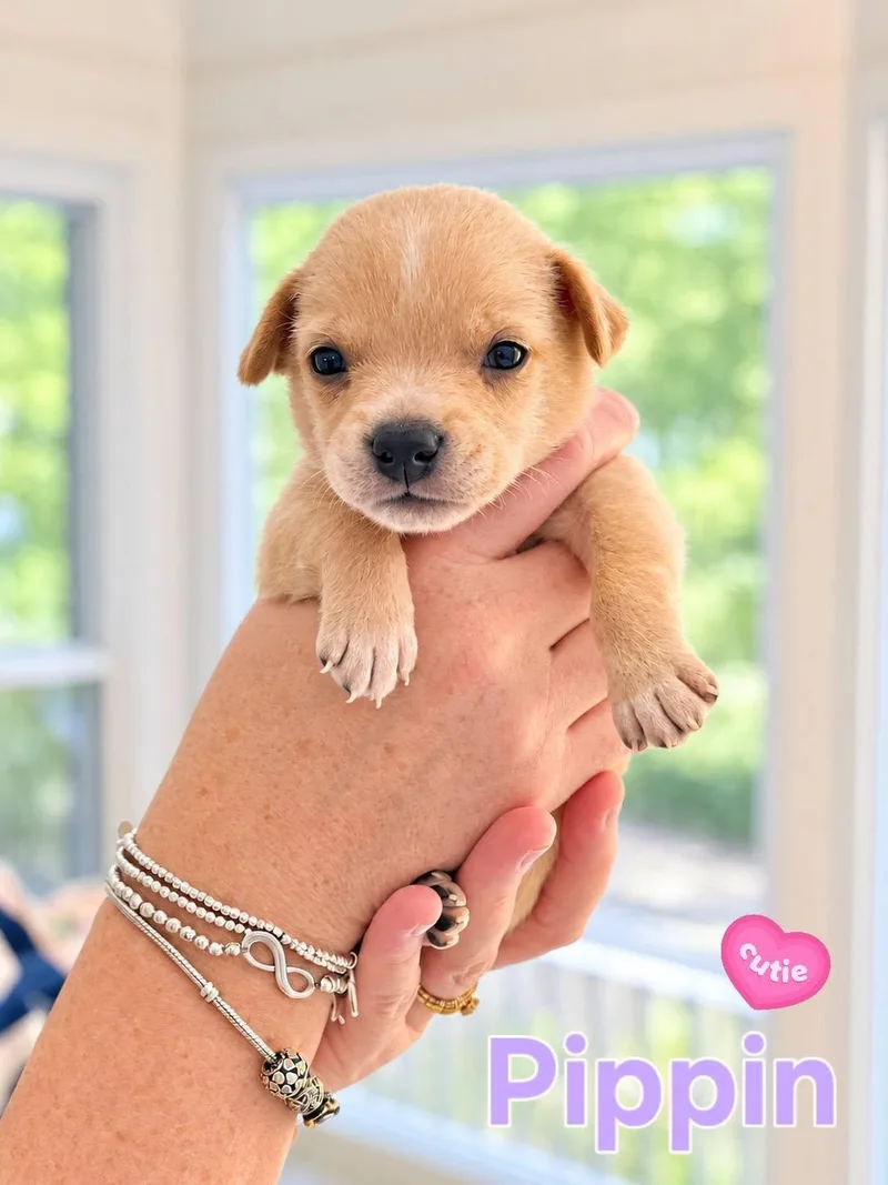A baby medium-sized female Mixed Breed dog named Pippin Willow Mae for adoption in Holly Springs, NC