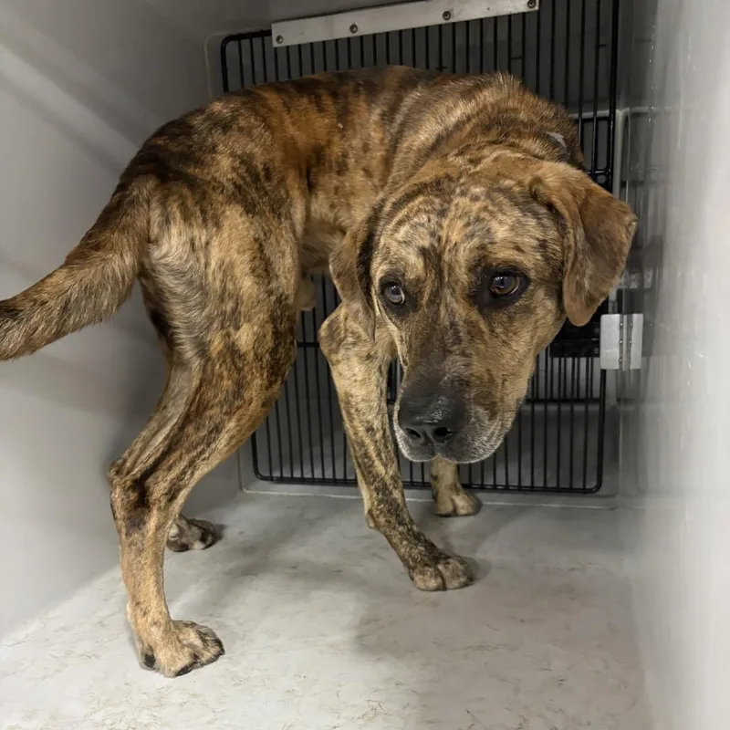 An adult medium-sized male Brindle Black Mouth Cur dog named Beans for adoption in Beaumont, TX