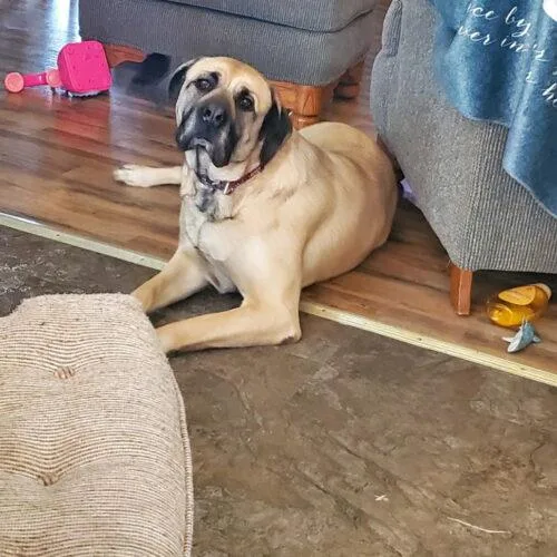 A senior extra large-sized female Yellow / Tan / Blond / Fawn Mastiff dog named Punky for adoption in Edmond, OK