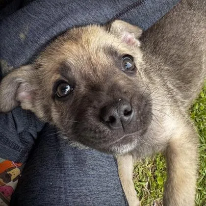 A baby large-sized male Dutch Shepherd dog named Dawdie for adoption in Morton Grove, IL