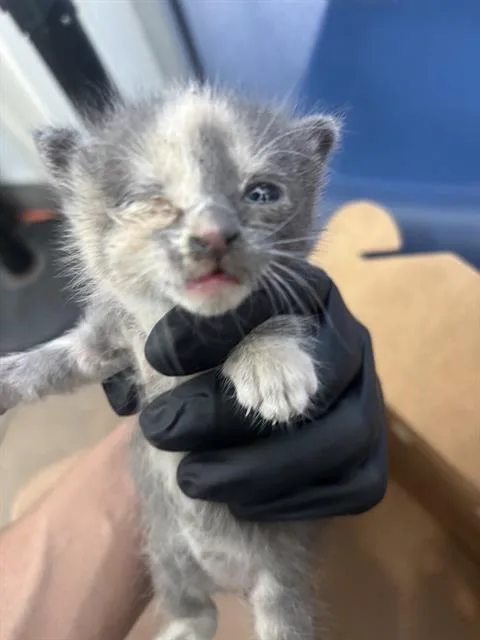 A baby medium-sized female Domestic Short Hair cat named Fifi for adoption in Dallas, TX