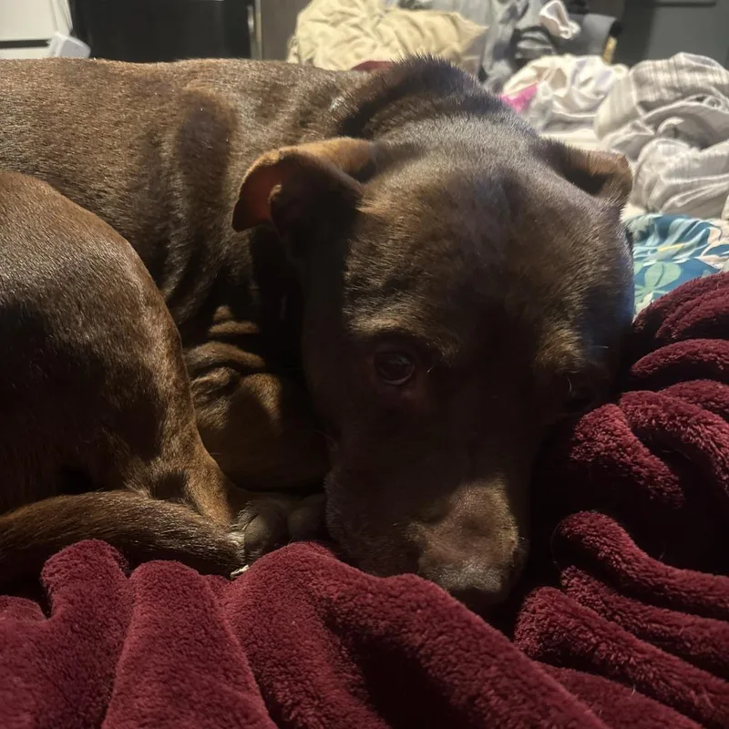 A senior medium-sized female Brown / Chocolate Mixed Breed dog named Meya for adoption in Ashtabula, OH