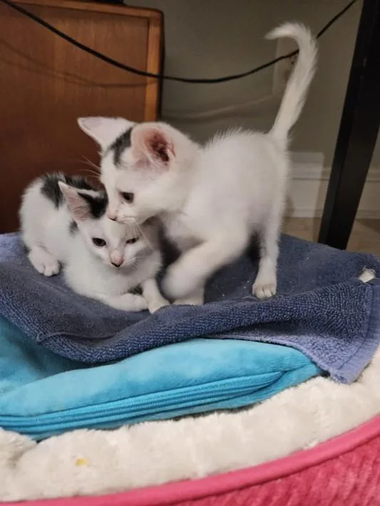 A baby small-sized male Domestic Short Hair cat named Fruit Loops for adoption in Chapel Hill, NC