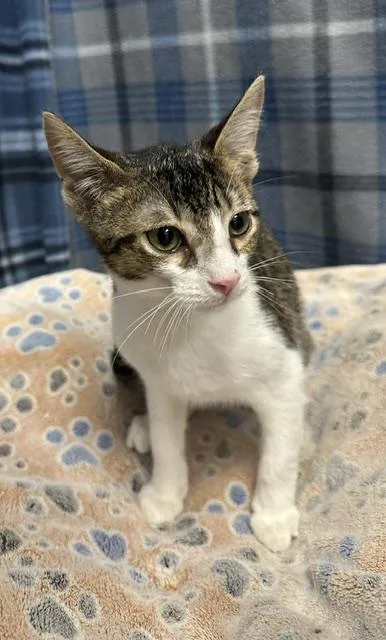 A baby small-sized male Domestic Short Hair cat named Bob for adoption in Rosenberg, TX