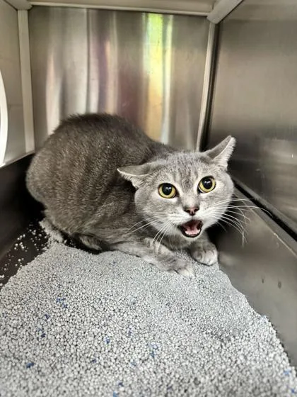 An adult large-sized female Domestic Short Hair cat named Starling for adoption in Brunswick, GA
