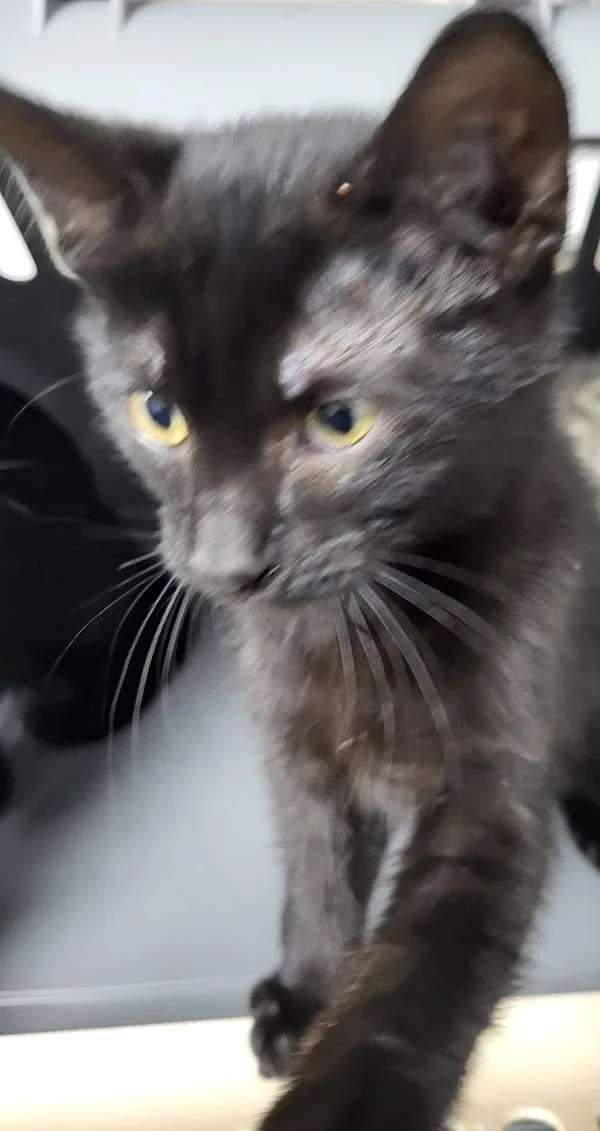 A baby small-sized female Domestic Short Hair cat named Nf Lucia for adoption in Lawrenceville, GA