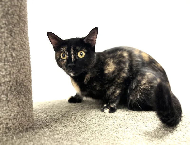 A young medium-sized female Tortoiseshell cat named Gabby for adoption in Lewis Center, OH
