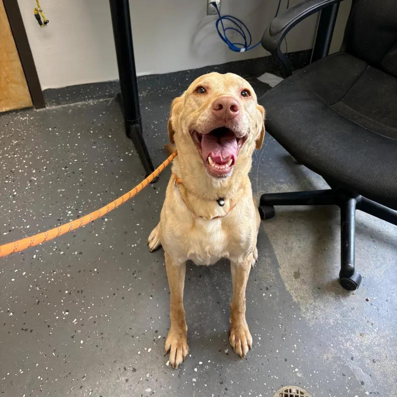 An adult medium-sized female Yellow / Tan / Blond / Fawn Mixed Breed dog named Judy Hopps for adoption in Columbiana, AL