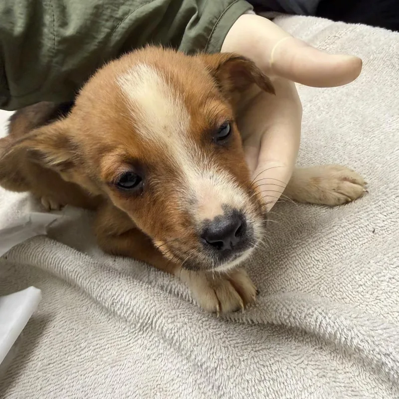 A baby small-sized female Black Mixed Breed dog named Toe Bean Queen for adoption in Red House, WV