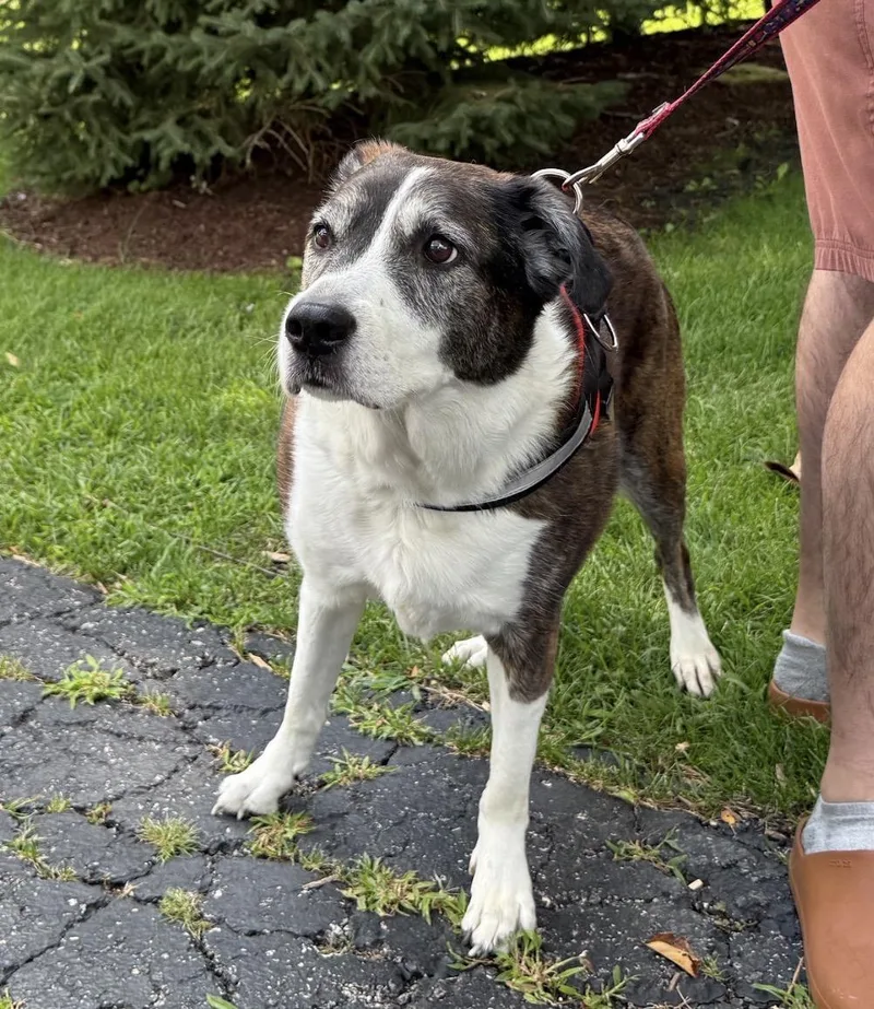 A senior large-sized female Tricolor (Brown, Black, & White) Saint Bernard dog named Brin for adoption in Naperville, IL