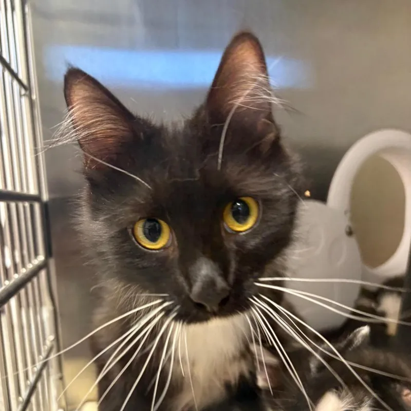 An adult small-sized female Brown / Chocolate Domestic Short Hair cat named Evergreen for adoption in Morganton, NC