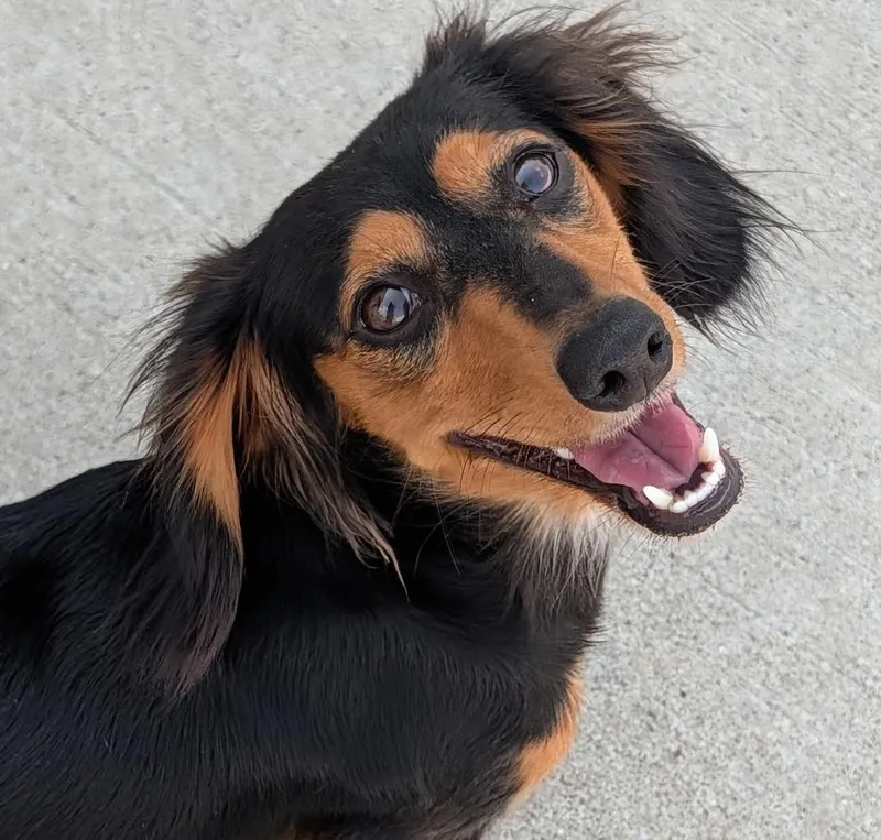 A young small-sized female Black Dachshund (Long Haired) dog named Jolene in NC for adoption in Shelbyville, TN