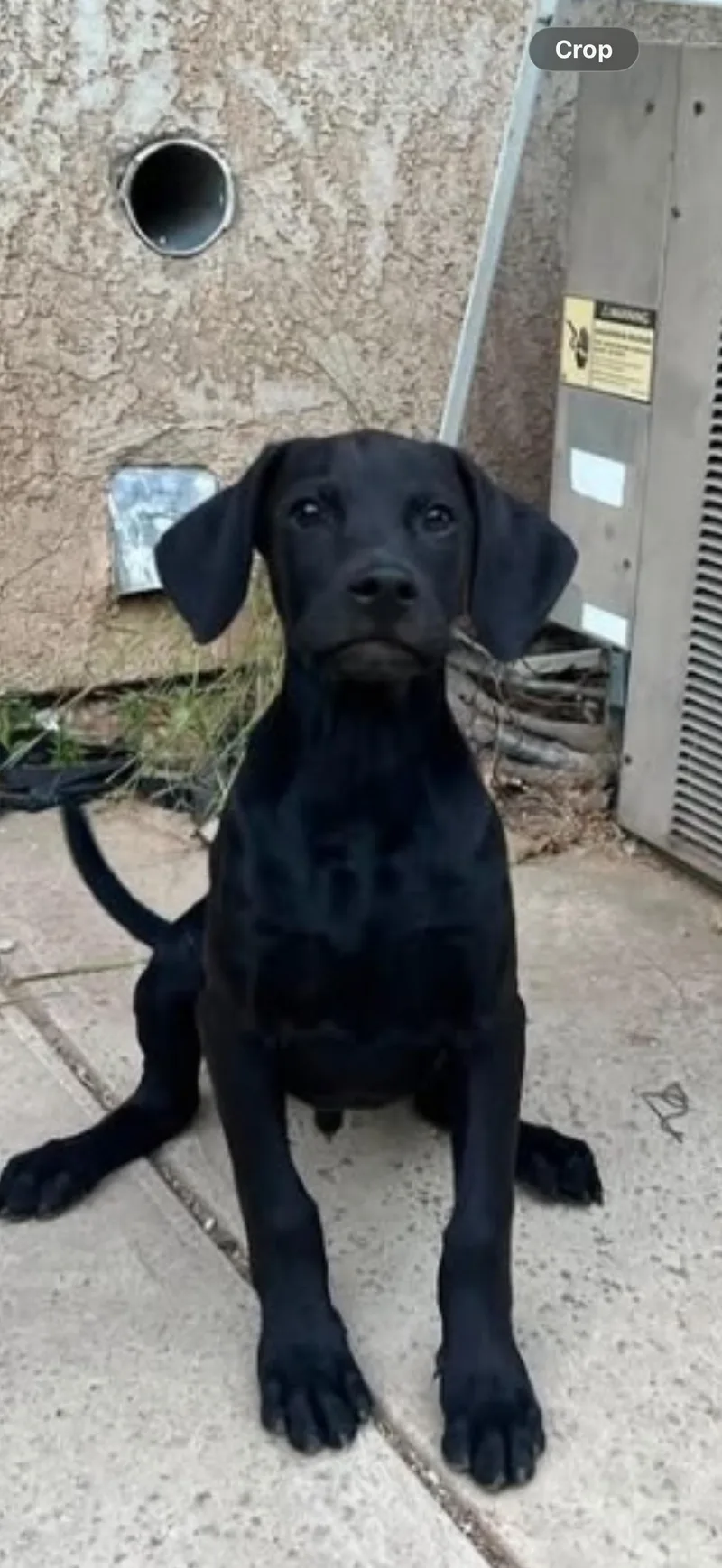 Murphy The Gorgeous