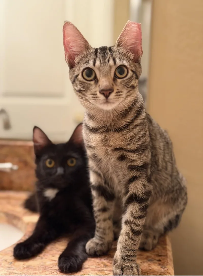 A baby small-sized male Brown / Chocolate Domestic Short Hair cat named Tony Stark Avenger for adoption in Chandler, AZ