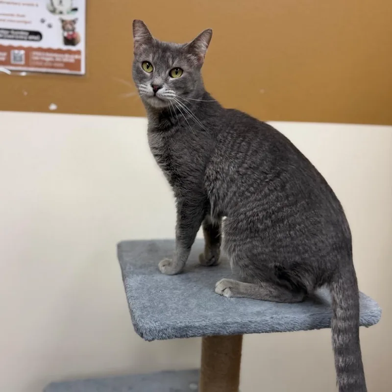 An adult medium-sized female Gray / Blue / Silver Domestic Short Hair cat named Marnie for adoption in Las Vegas, NV