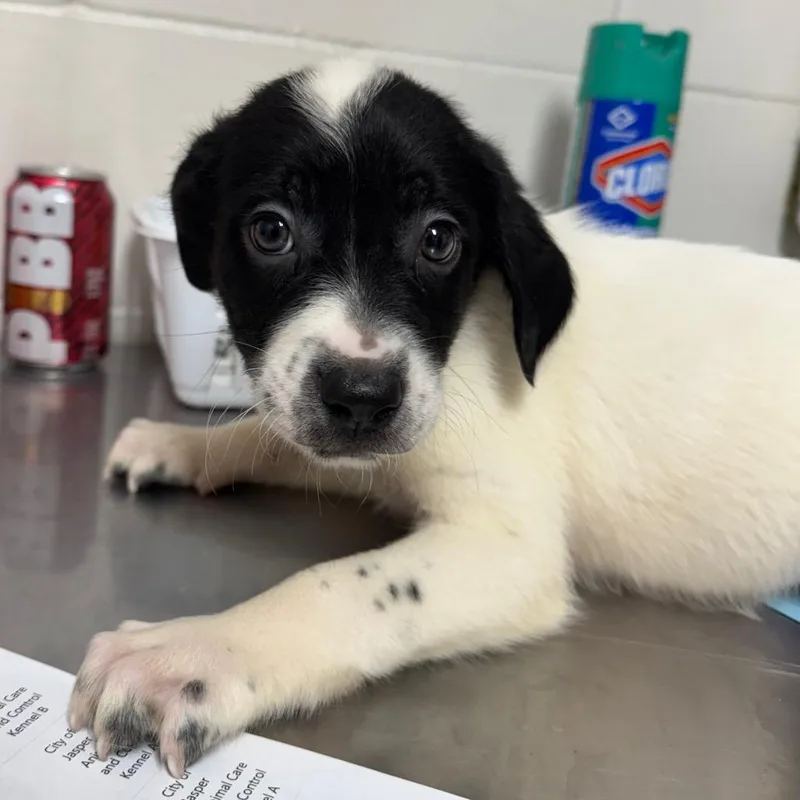 A baby medium-sized male Black Terrier dog named Doc for adoption in Birmingham, AL