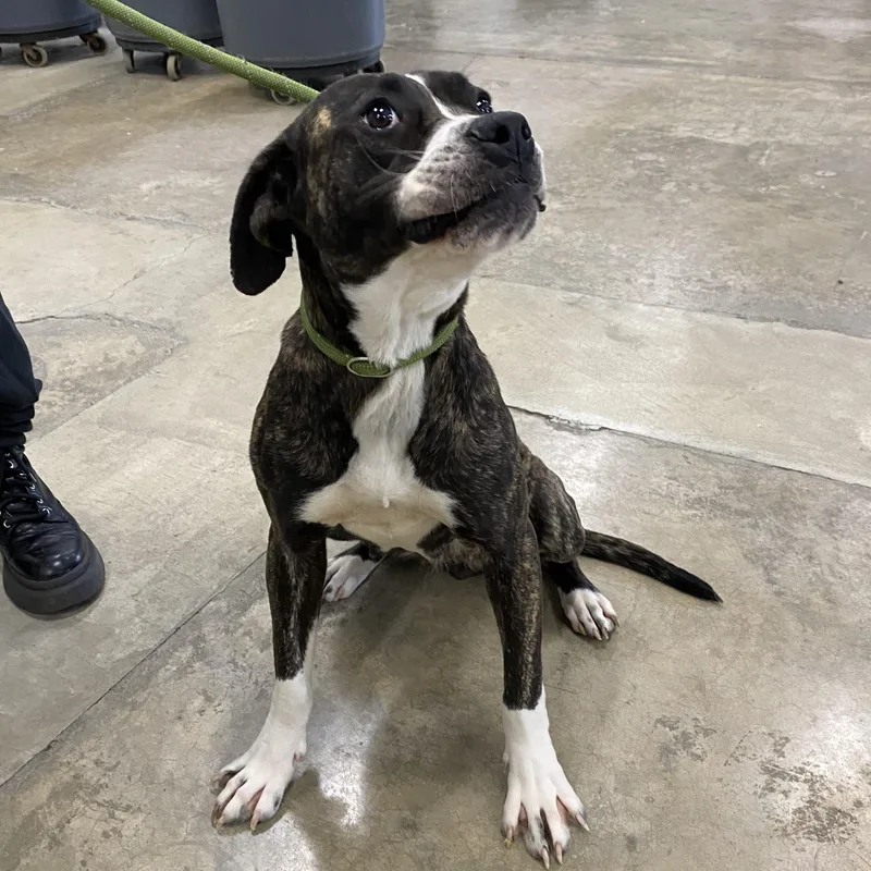 An adult medium-sized female Boxer dog named Judy for adoption in Urbana, IL