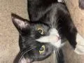 A young small-sized male Domestic Short Hair cat named Geshie for adoption in Rancho Cucamonga, CA