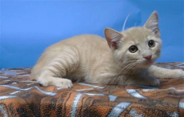 A baby small-sized male Domestic Short Hair cat named A for adoption in Gardena, CA