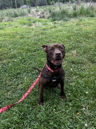 A senior medium-sized male Pit Bull Terrier dog named Lucario for adoption in Atlanta, GA