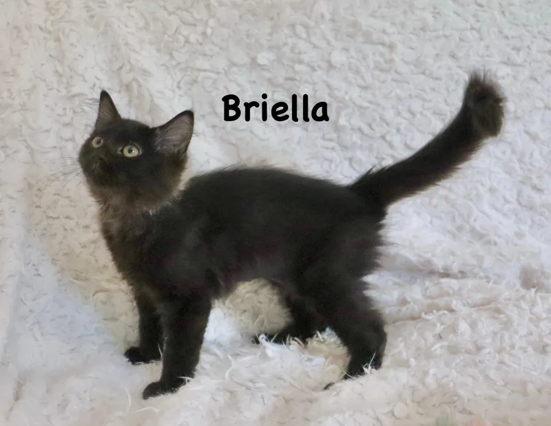 Briella thumbnail 5