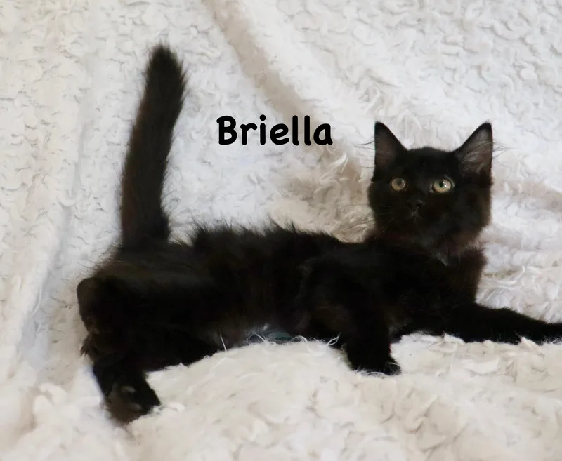 Briella thumbnail 6
