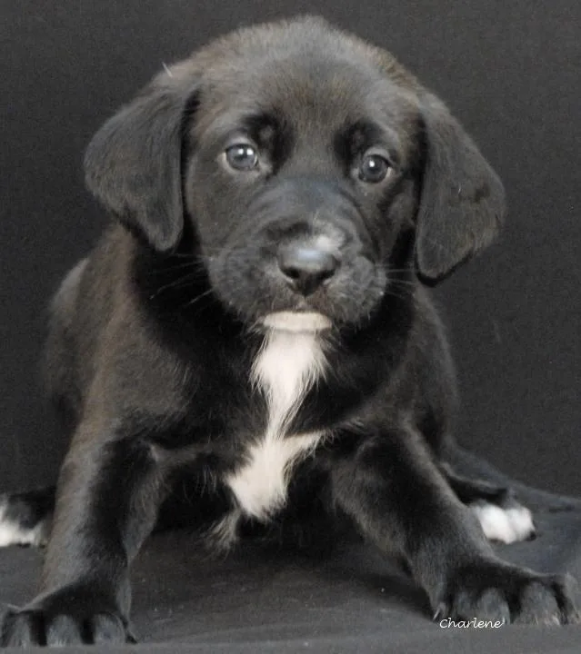 A baby medium-sized male Black Irish Wolfhound dog named Ditto for adoption in Newland, NC