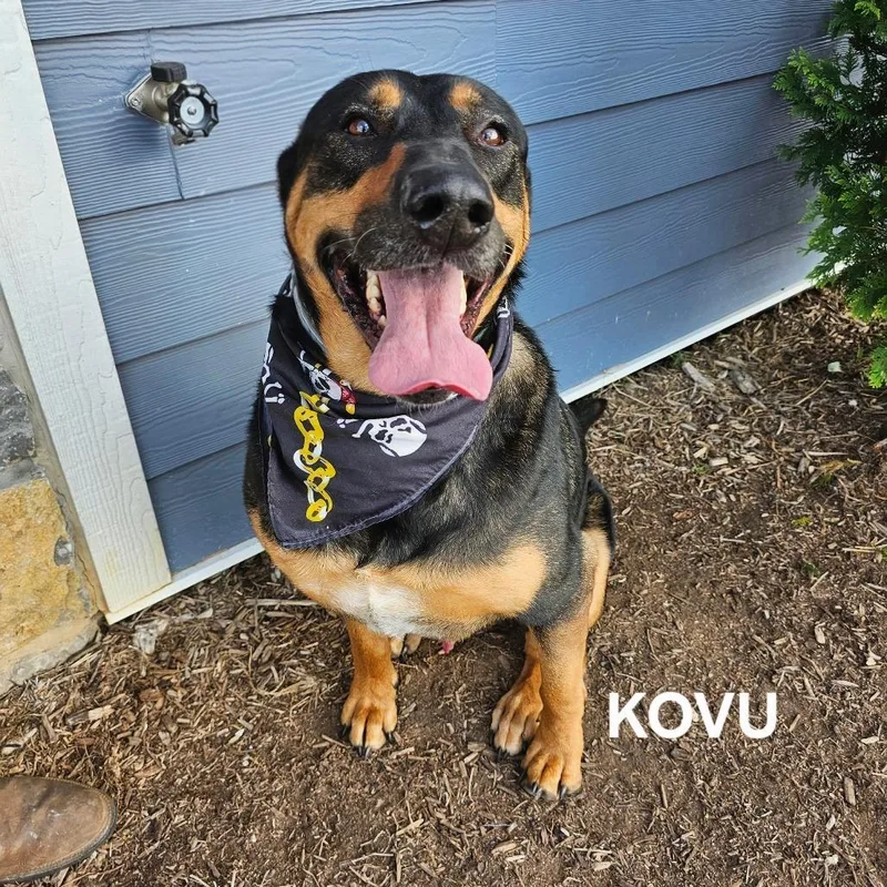 An adult large-sized male Brown / Chocolate German Shepherd Dog dog named Kovu for adoption in Madisonville, TN