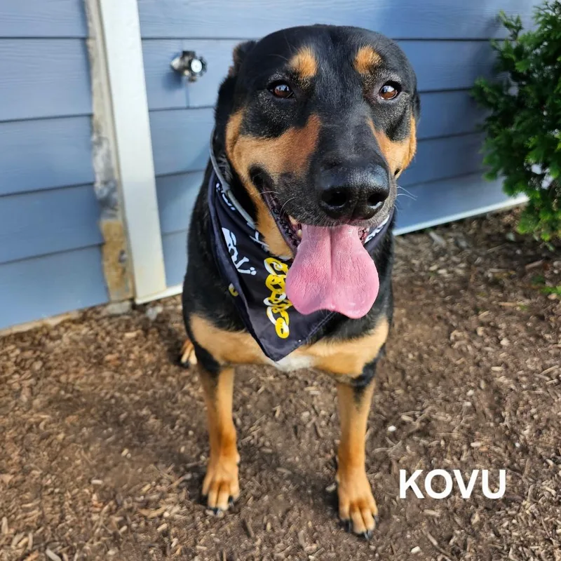 Kovu thumbnail 2