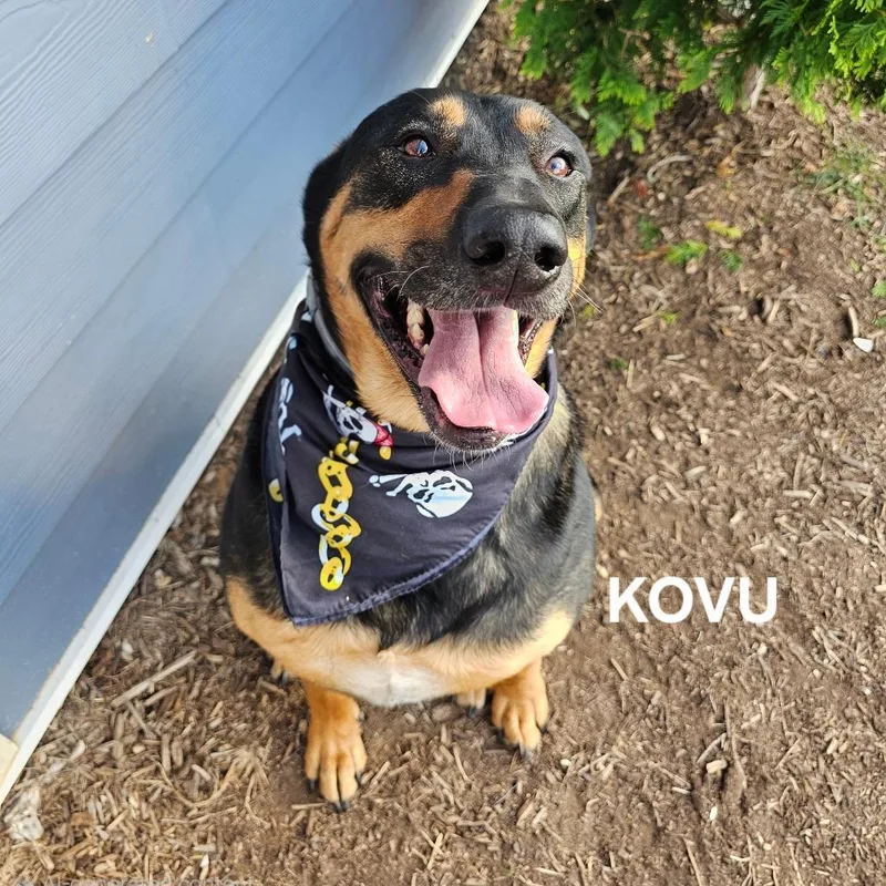 Kovu thumbnail 3