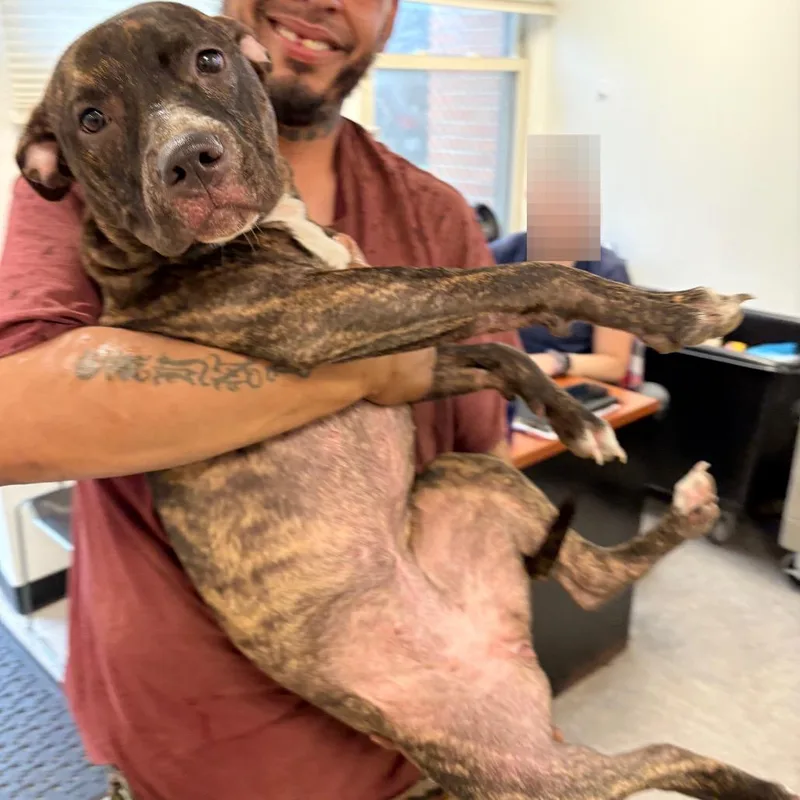 A young medium-sized female Brindle Mixed Breed dog named Rainbow for adoption in Philadelphia, PA