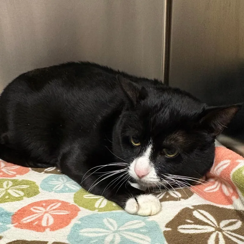 An adult extra large-sized male Black Domestic Short Hair cat named Fred for adoption in East Hampton, NY