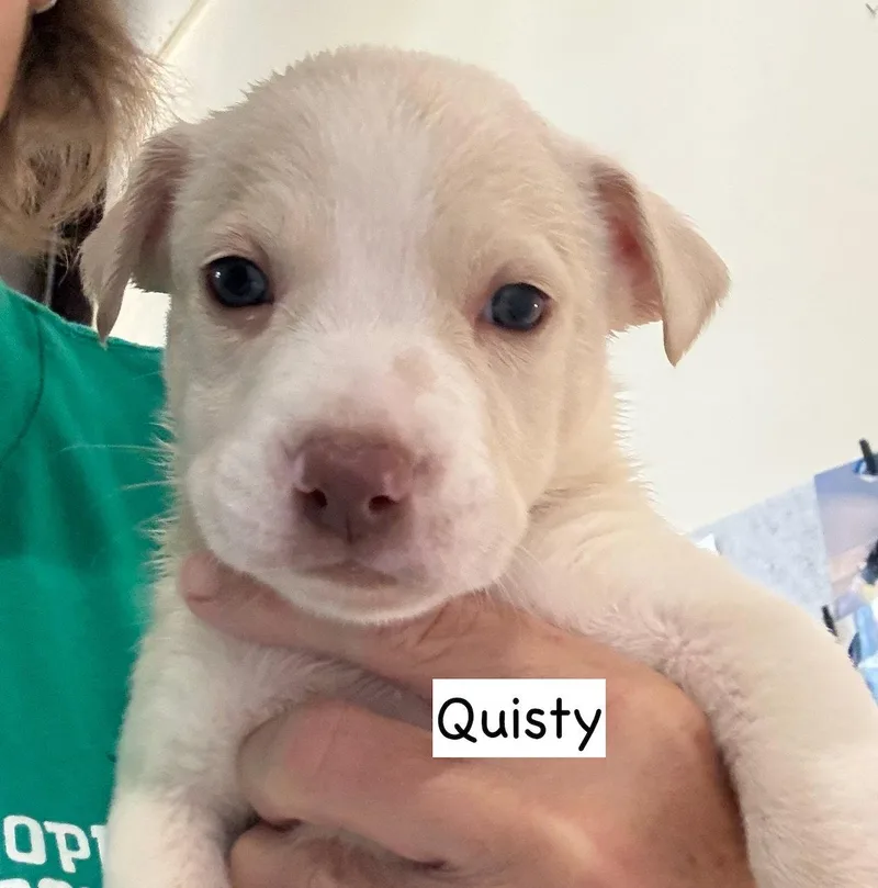 A baby medium-sized female American Staffordshire Terrier dog named Quisty for adoption in GILBERTS, IL