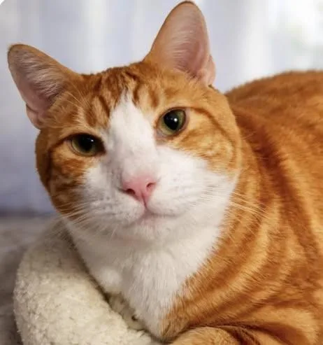 An adult large-sized male Orange / Red Domestic Short Hair cat named Hobbes for adoption in Casa Grande, AZ