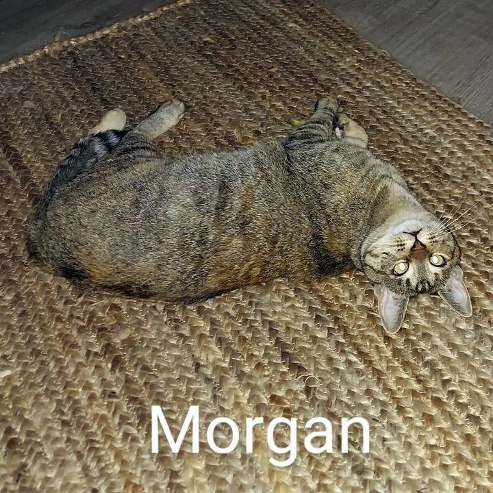 Morgan thumbnail 2