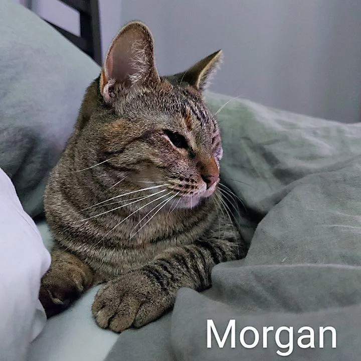 Morgan thumbnail 3
