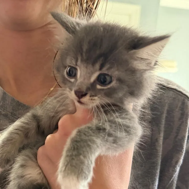 A baby small-sized female Gray / Blue / Silver Domestic Short Hair cat named London for adoption in Franklin, TN