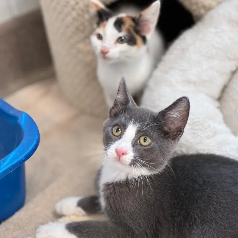 A baby small-sized male Gray / Blue / Silver Domestic Short Hair cat named Tumbleweed for adoption in South Elgin, IL