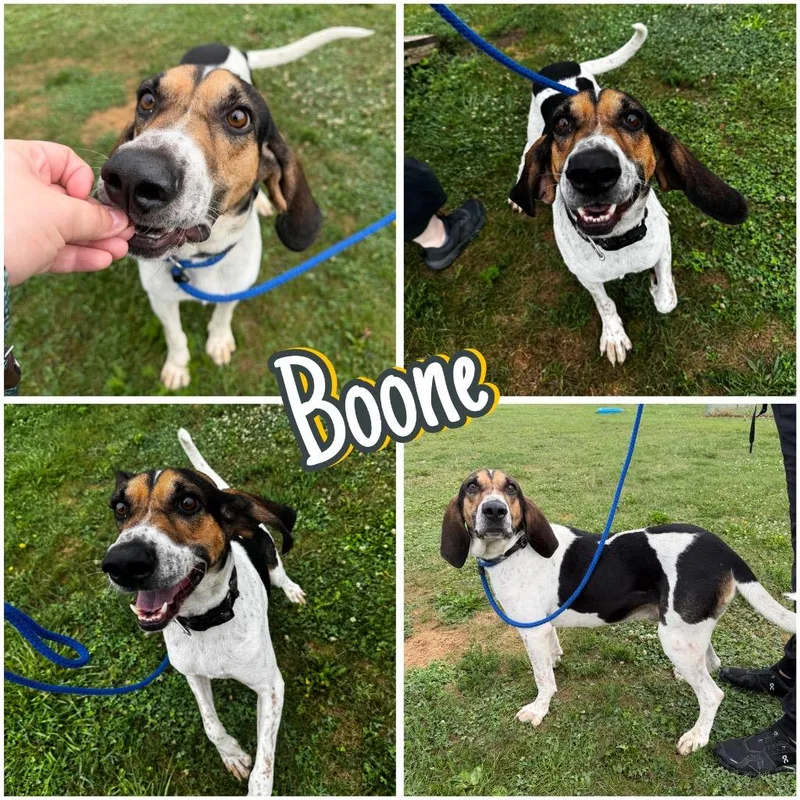 Boone thumbnail 6